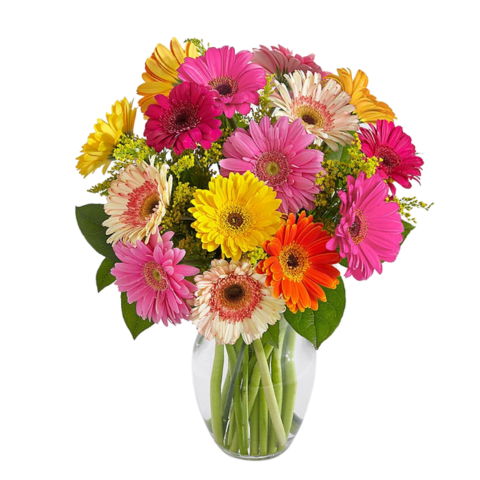 Colorful Gerbera